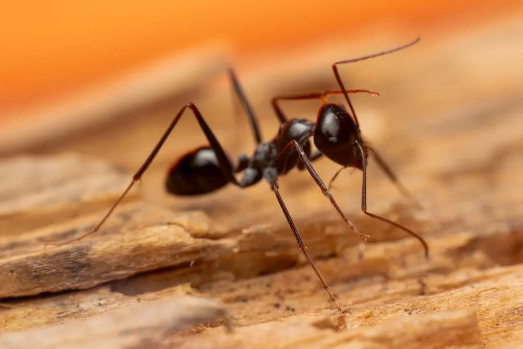 Professional-Ant-removal-in-Bend Or