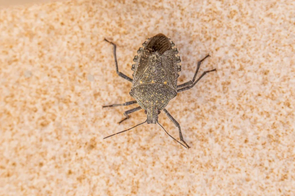 Professional-Bed-Bug-Exterminator-in-Bend Or