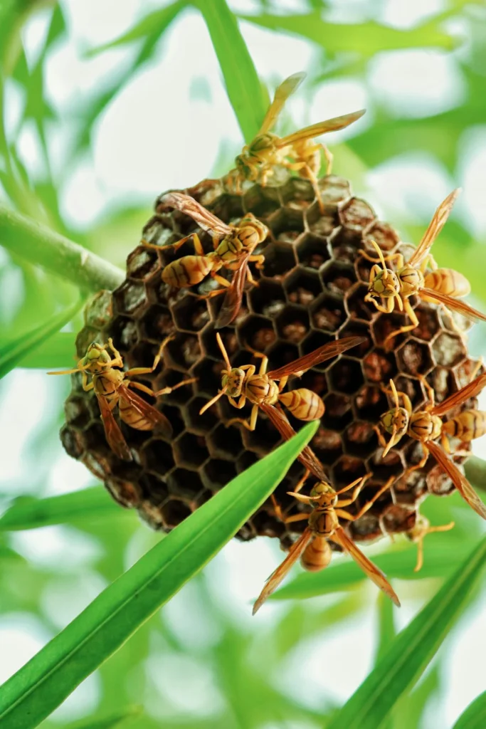 Professional-Wasp-Control-Bend Or