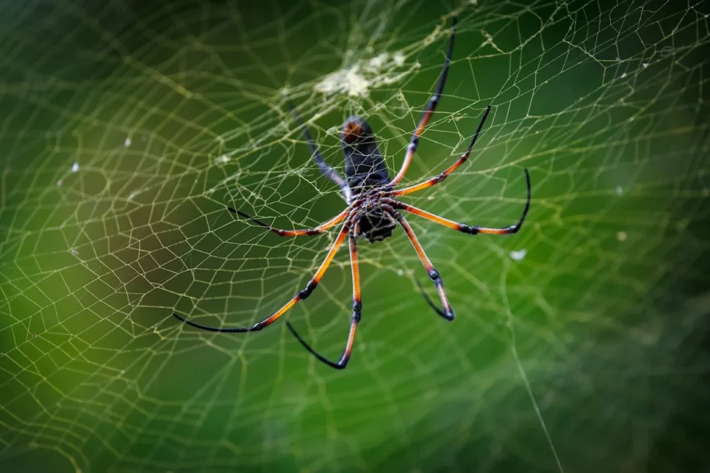 Professional-Spider-Control-in-Bend Or