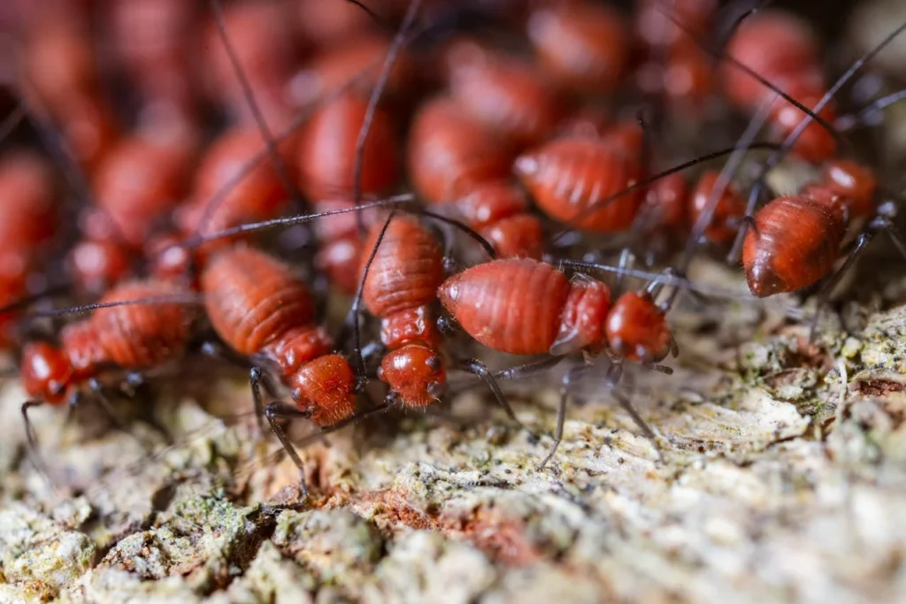 Termite-Control-Bend Or-